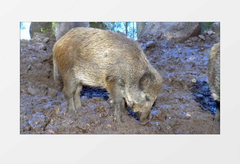 高清近距离拍摄野猪寻找食物实拍视频