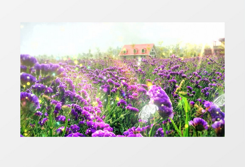 唯美高清紫色花海蝴蝶视频有音乐视频素材