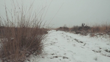 冬天地上有灌木和积雪的森林实拍视频素材