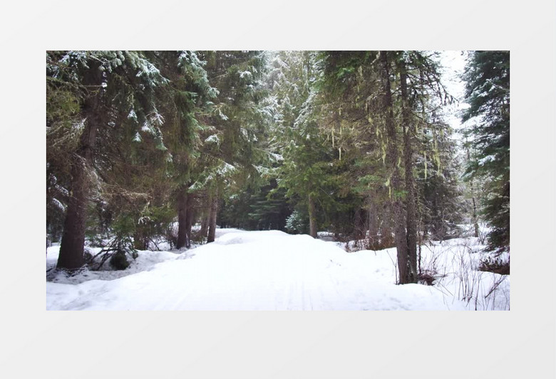 森林里的雪路实拍视频素材