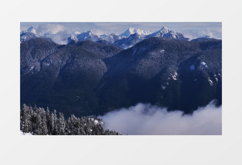 雪山松林覆盖实拍视频素材