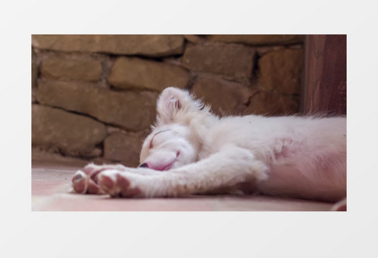一条白是的狗躺着睡觉实拍视频素材