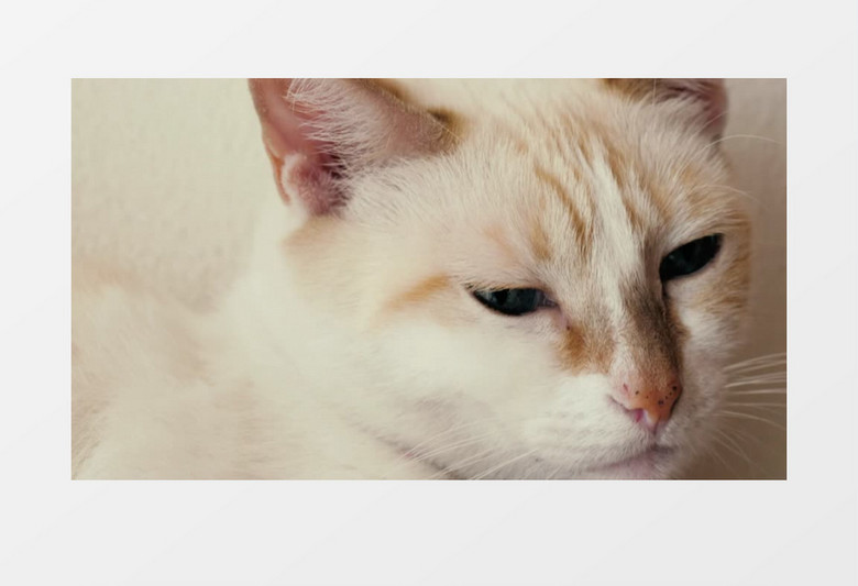  白色蓝眼睛的猫咪特写实拍视频素材