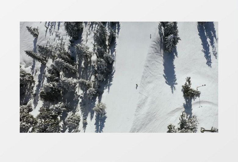航拍一个滑雪者从松树覆盖的雪坡上滑下实拍视频素材