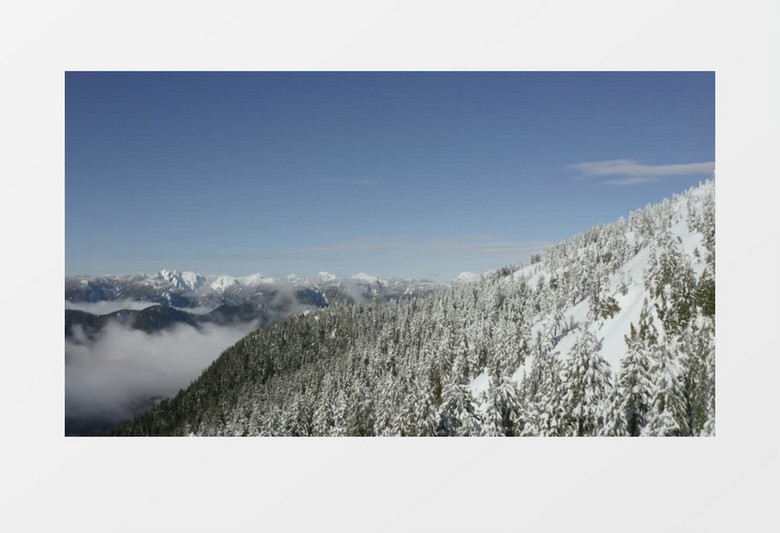 镜头推荐高空拍摄被雪覆盖的松树林实拍视频素材