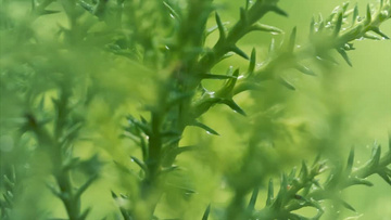 浅焦点背景的被雨淋湿绿色植物实拍视频素材