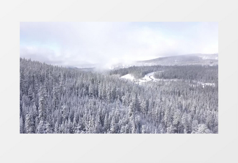 俯拍雪中松林实拍视频素材