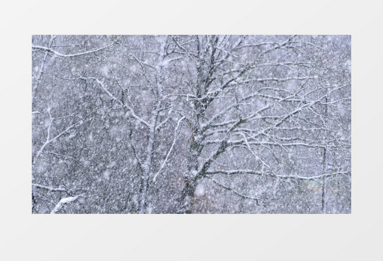 大雪覆盖下的小树实拍视频素材