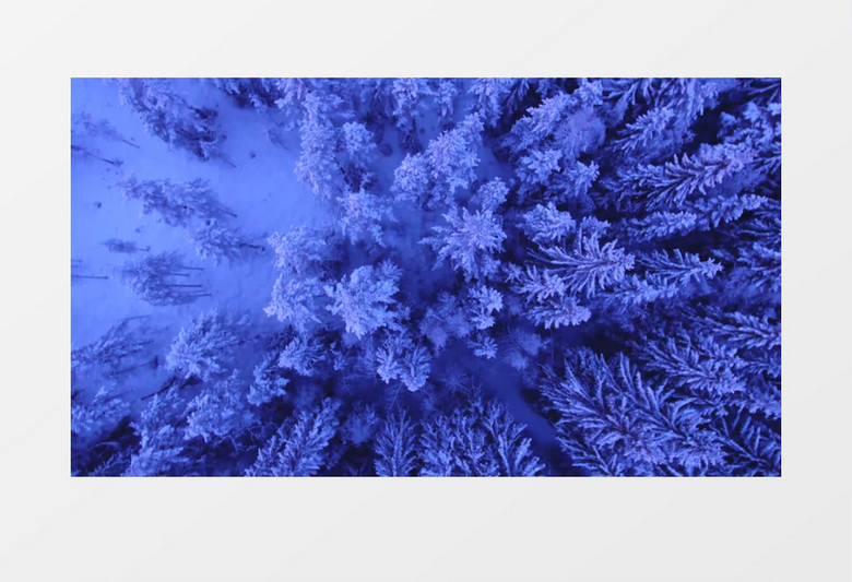 俯拍松树林雪景实拍视频素材