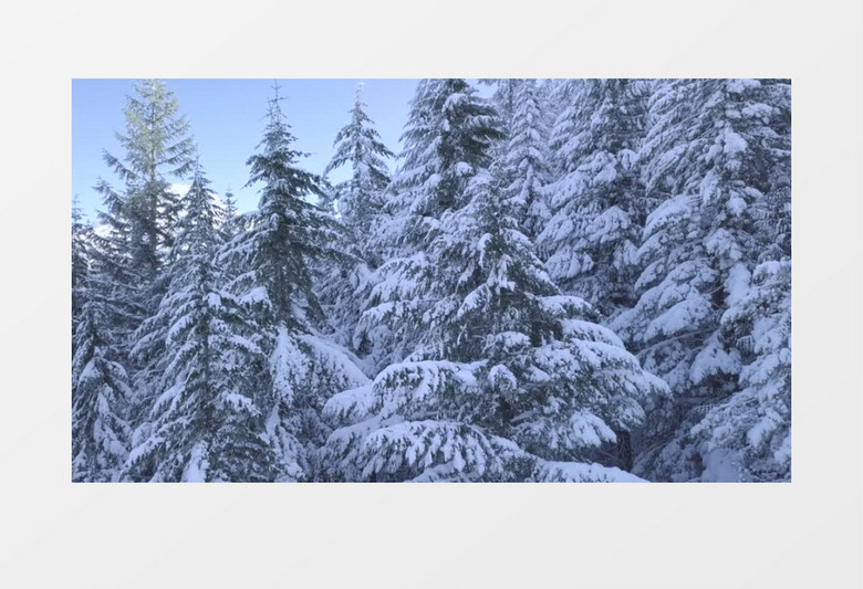 被大雪覆盖的松林实拍视频素材