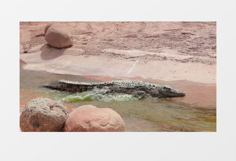 鳄鱼在溪水边休息实拍视频素材