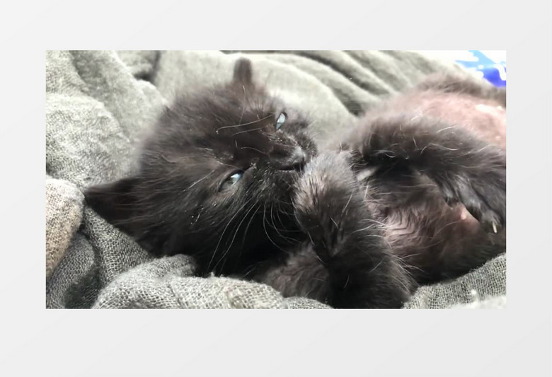刚刚满月的小奶猫实拍视频素材
