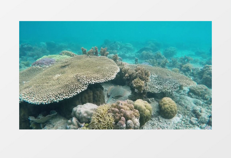 高清拍摄海底生物实拍视频素材