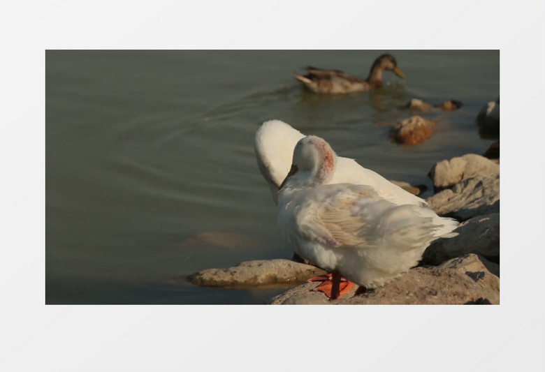 白色的天鹅在湖岸整理羽毛实拍视频素材