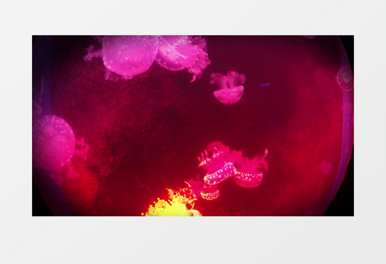 鱼缸中红色的小水母实拍视频素材