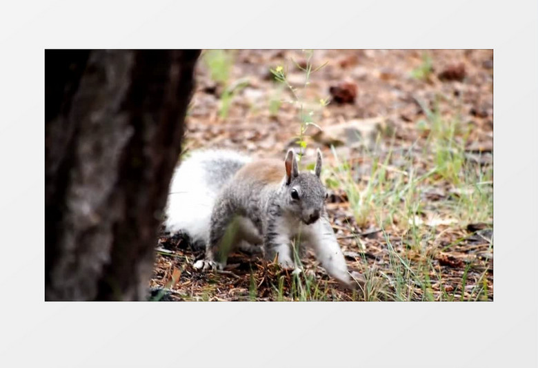 小松鼠在树下埋藏食物实拍视频素材
