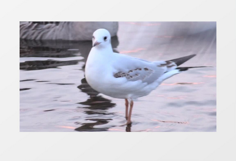 小白鸽站在湖面上实拍视频素材