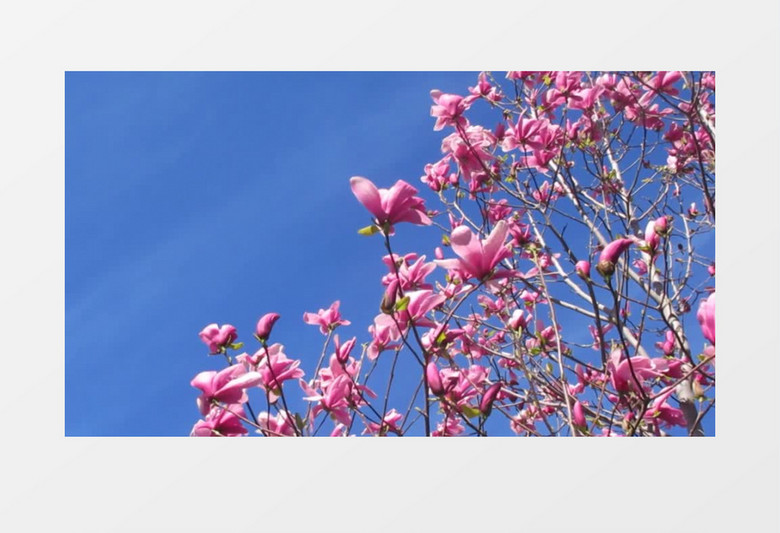 高清实拍蓝天下的粉色花朵实拍视频素材