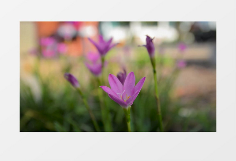 紫色的花朵随风摇摆实拍视频素材