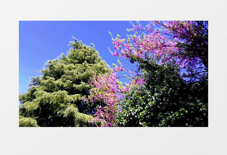 阳光下盛开的树花实拍视频素材