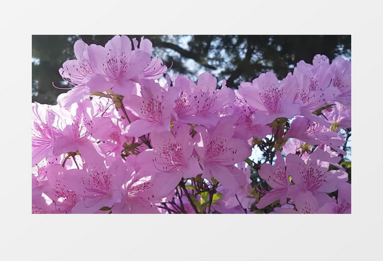 清风拂过粉色花朵实拍视频素材