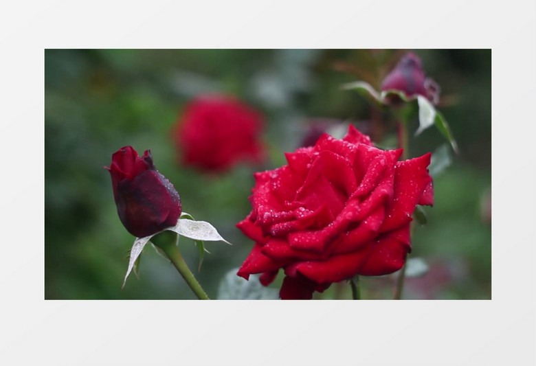 盛开的红玫瑰实拍视频素材