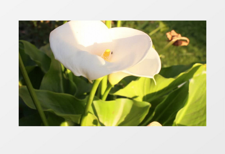 盛开的白色的花朵实拍视频素材