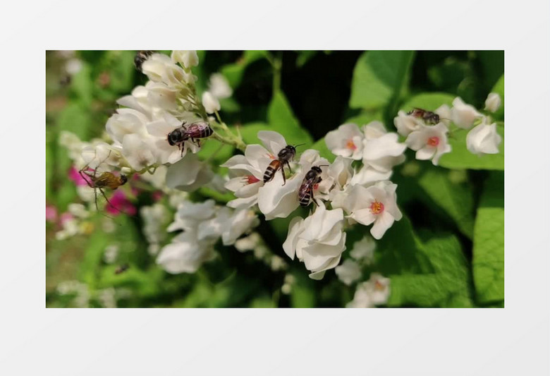 蜜蜂群在白色的花朵上采蜜实拍视频素材