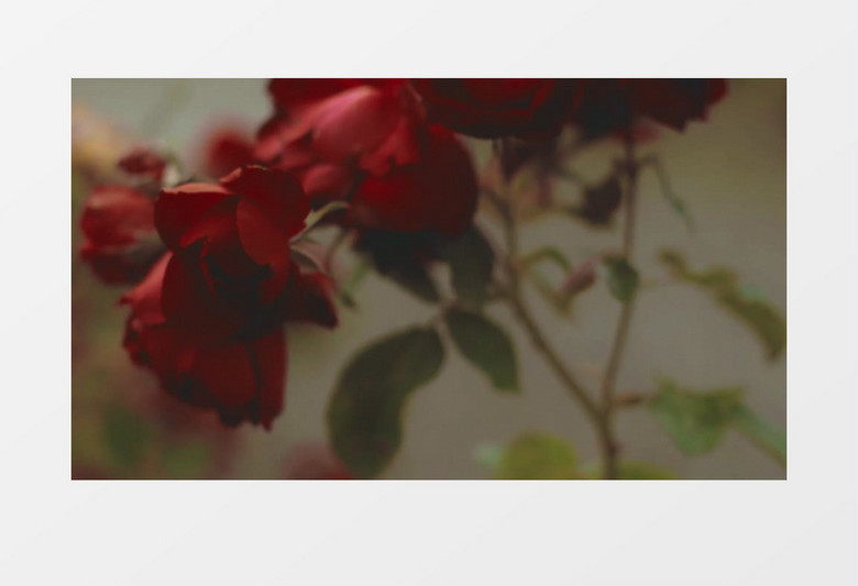 美丽的红玫瑰实拍视频素材