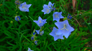 蜜蜂采蜜视频大自然 800x450a80a121