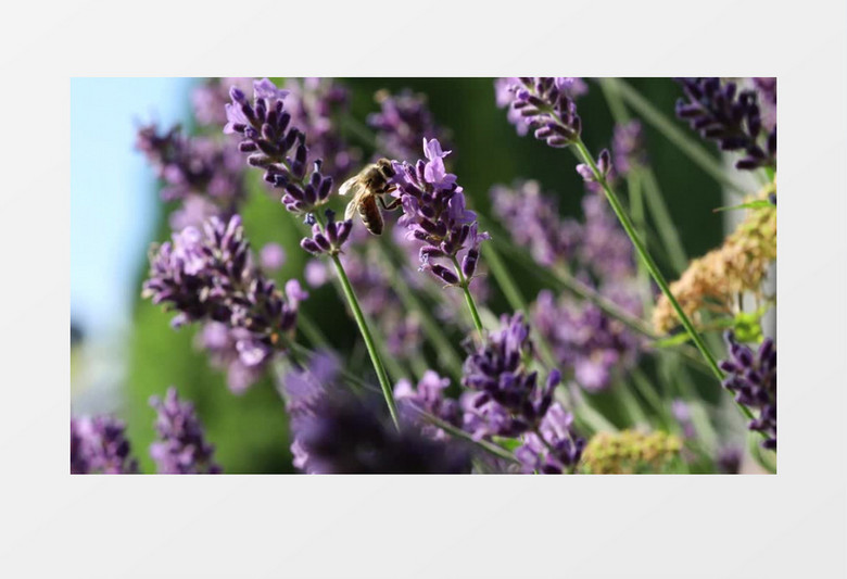 蜜蜂在紫色的花朵上辛勤采蜜实拍视频素材