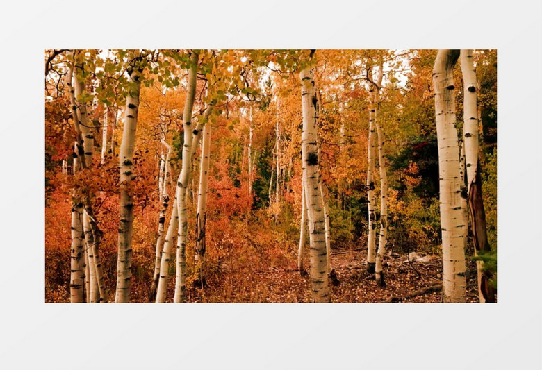 实拍秋天美丽的树林实拍视频素材
