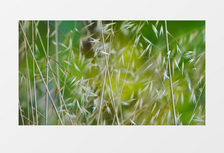 随风视频 960x0a0a700