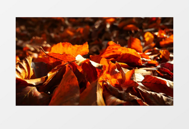 近景实拍秋天发黄的落叶实拍视频素材