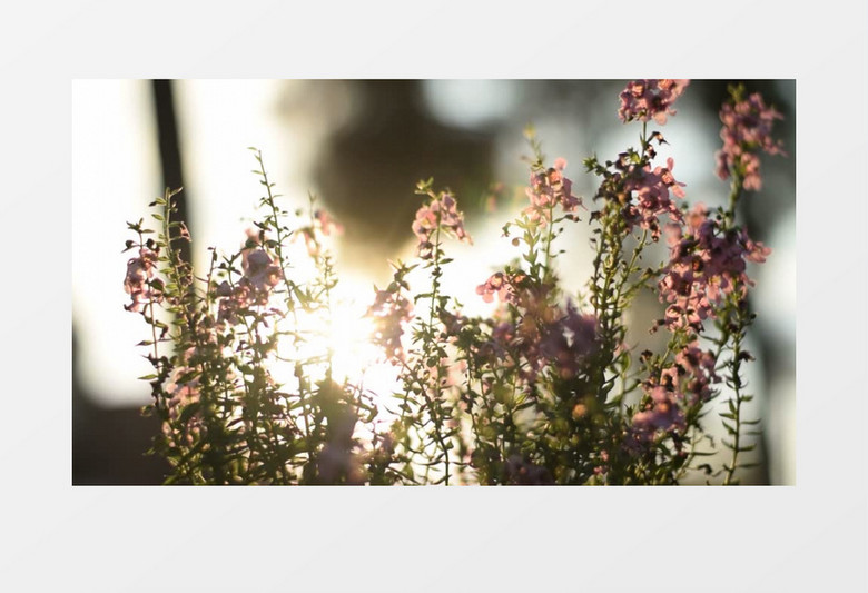 阳光照射下的美丽花朵实拍视频素材