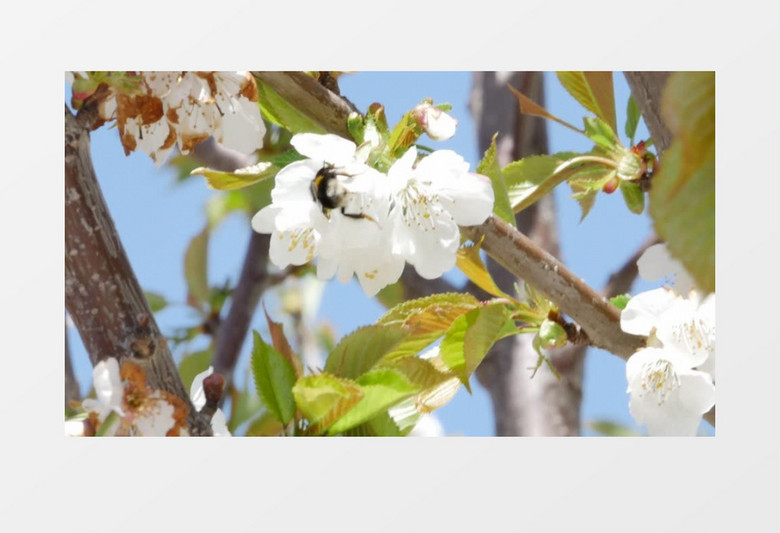 小蜜蜂在白色的樱花中采蜜实拍视频素材
