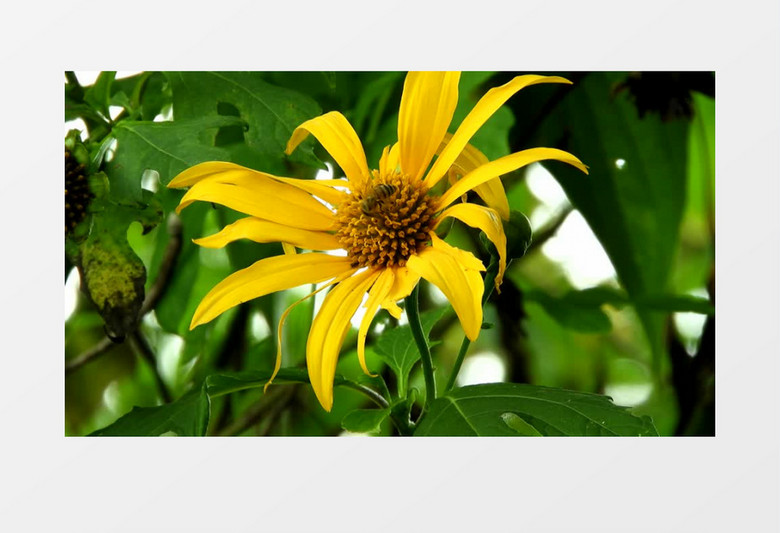 小蜜蜂在黄色的花蕊中穿梭实拍视频素材