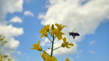 蜜蜂正在采花视频 800x450a80a121