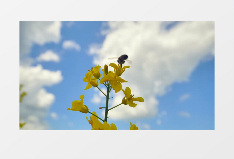 小蜜蜂在蓝天下飞舞实拍视频素材