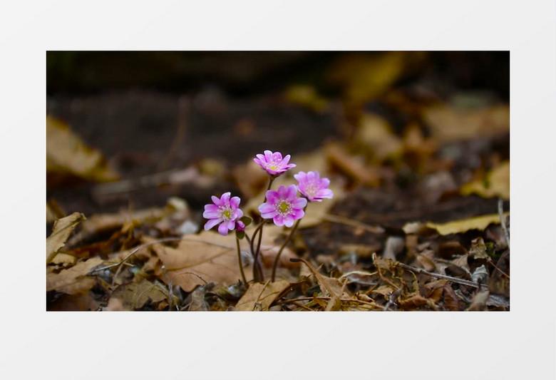 坚强的紫色花朵在生长实拍视频素材