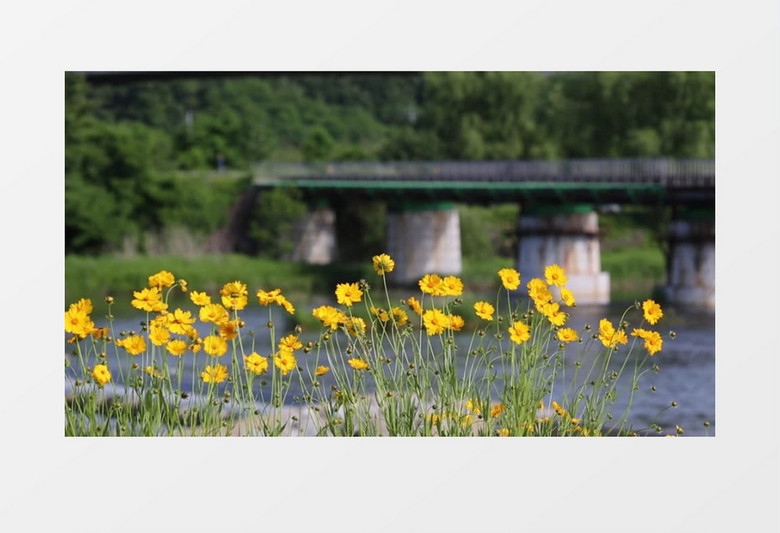 河边黄色的小花在随风飘动实拍视频素材
