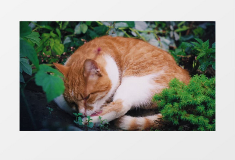 大猫在野外舔舐自己的爪子实拍视频素材