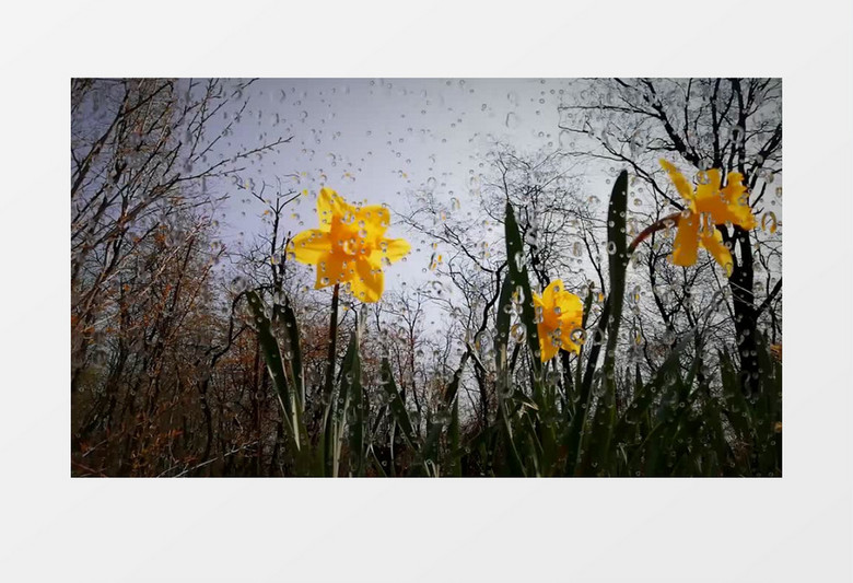 镜头外的黄色花朵沐浴在雨中实拍视频素材
