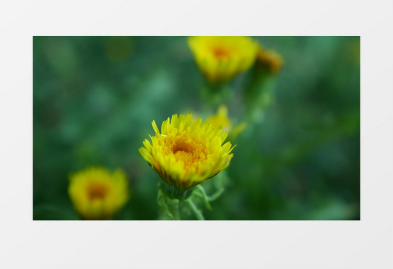 近距离高清实拍黄色的菊花实拍视频素材