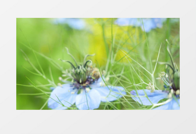 小蜜蜂在紫色的花蕊上采蜜实拍视频素材