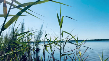 芦苇视频怎么拍 800x450a80a121