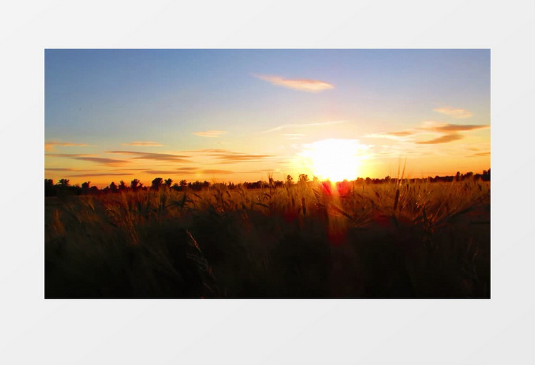 高清拍摄日出整片的狗尾巴草自然景观实拍视频