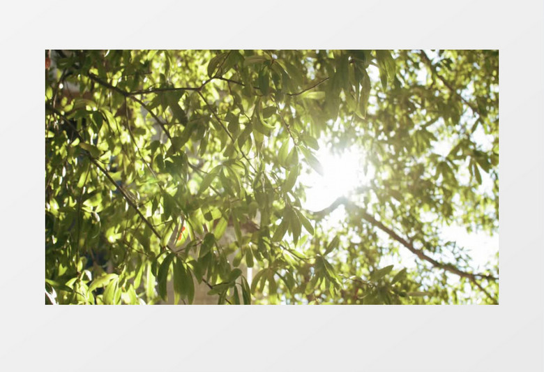 盛夏正午的阳光照射着大树实拍素材