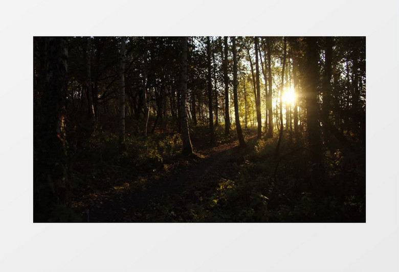 高清实拍清晨的阳光洒落在树林里实拍视频素材