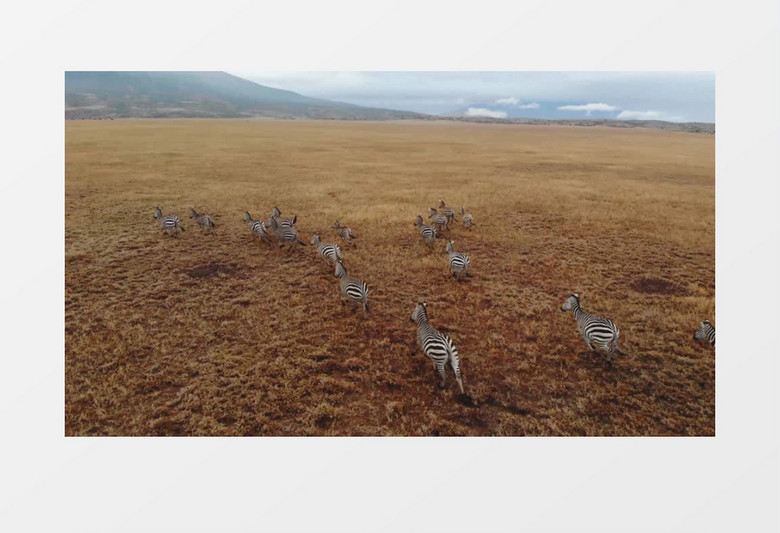 一群斑马在草地上奔跑实拍视频素材